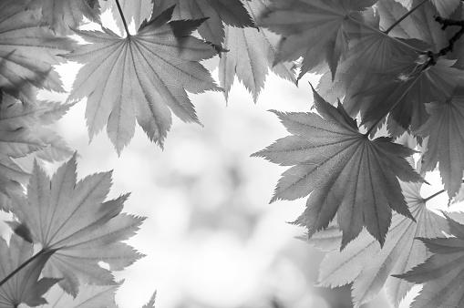 Spring leaves in black and white