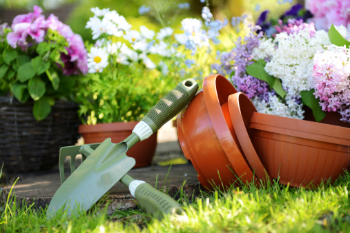 seedlings of flowers, flower pots and garden tools