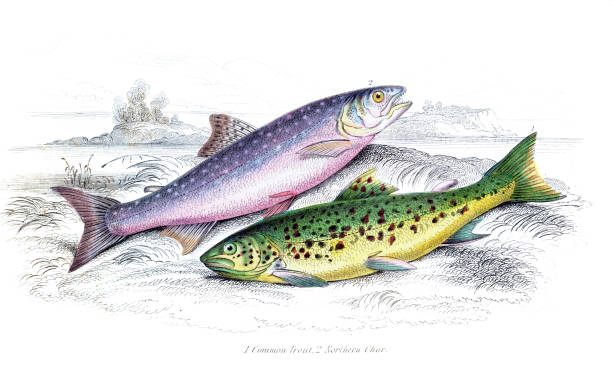 stockillustraties, clipart, cartoons en iconen met common trout and northern char - trekzalm