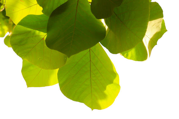 Close-up Macro of a Green Walnut Tree (Juglans regia)