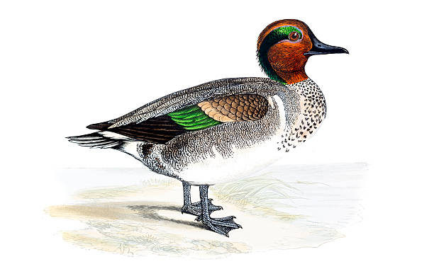 Green Winged Teal - Hand Coloured Engraving Green Winged Teal - Hand Coloured Engraving green winged teal duck stock illustrations