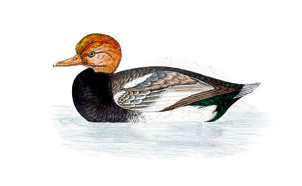Red Crested Pochard - Hand Coloured Engraving Red Crested Pochard - Hand Coloured Engraving netta rufina stock illustrations