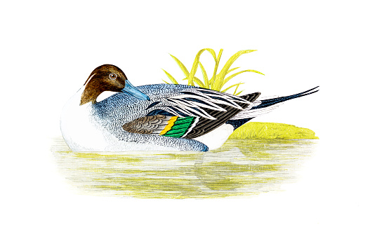 Pintail - Hand Coloured Engraving