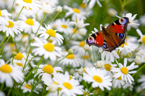 Butterfly sit down to daisies