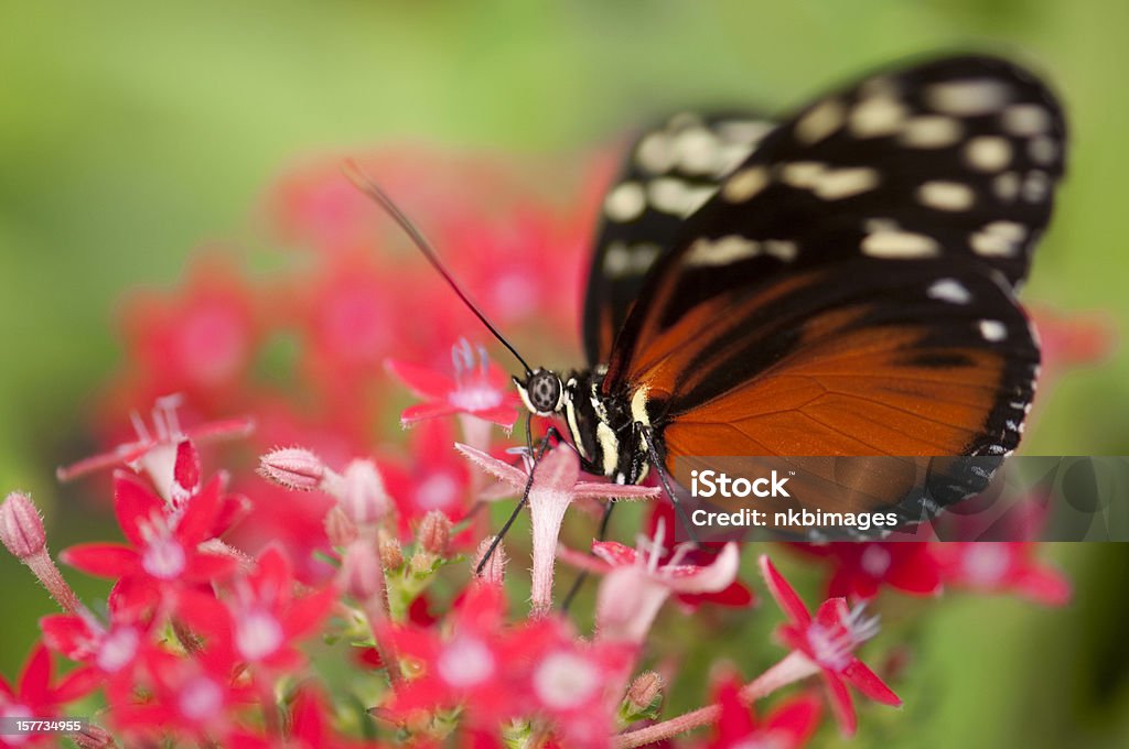 Horizontal de borboletas e flores de alimentação em polinating macro - Foto de stock de Borboleta royalty-free