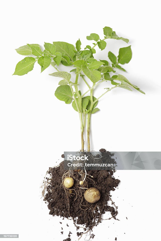 Kartoffel-Plant - Lizenzfrei Kartoffel - Wurzelgemüse Stock-Foto