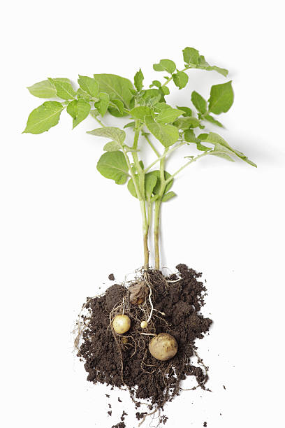 kartoffel-plant - raw potato isolated vegetable white stock-fotos und bilder