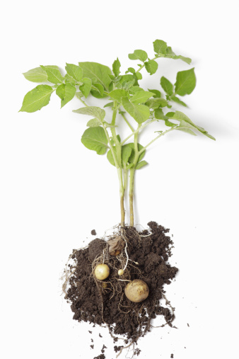New potato plant on white background.