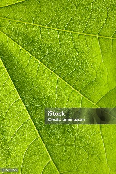 Leaf Seria - zdjęcia stockowe i więcej obrazów Abstrakcja - Abstrakcja, Bez ludzi, Botanika