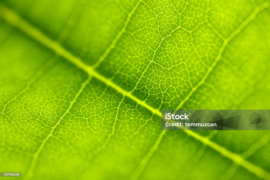 Leaf Series Close-up leaf. Close To Stock Photo