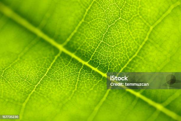 Leaf Series Stock Photo - Download Image Now - Close To, Leaf, Beauty