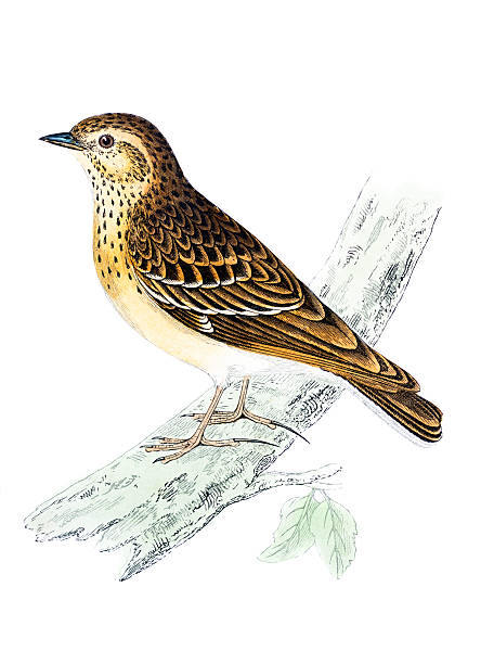 Tree Lark - Hand Coloured Engraving Tree Lark - Hand Coloured Engraving lark stock illustrations