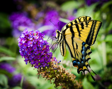A macro shot of a butterfly on purple flowers