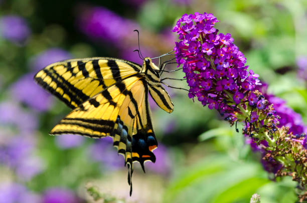 istock Macro Butterfly Two-tailed Swallowtail (Papillio multicaudata) on Purple Flowers 157735470