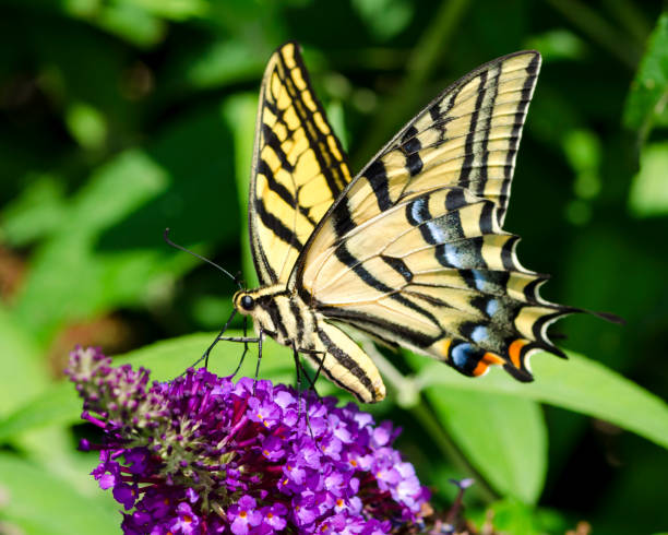 A macro shot of a butterfly on purple flowers