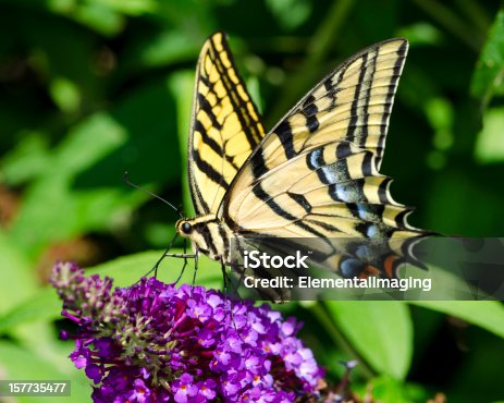 istock Macro Butterfly Two-tailed Swallowtail (Papillio multicaudata) on Purple Flowers 157735477