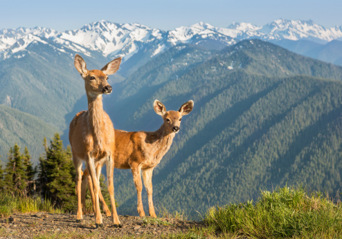 Deer on a background of wild nature.