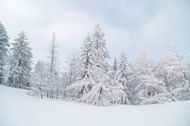 istock Winter Landscape with Snow and Trees 157735588