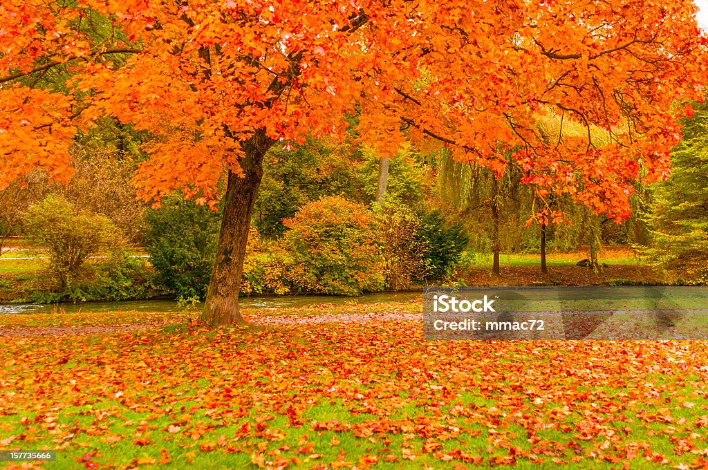Outono Park - Foto de stock de Amarelo royalty-free