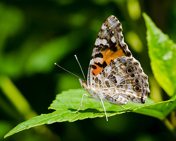 A macro shot of a butterfly
