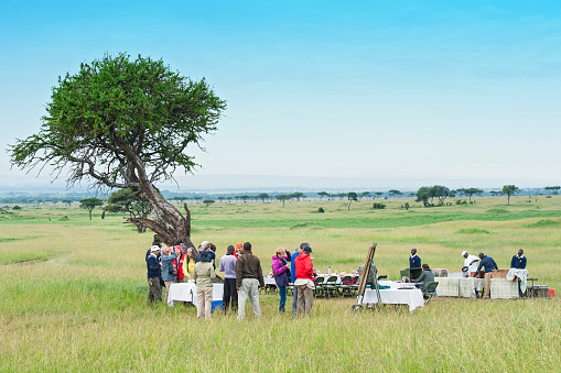 Adult Secretary bird on the ground of Serengeti