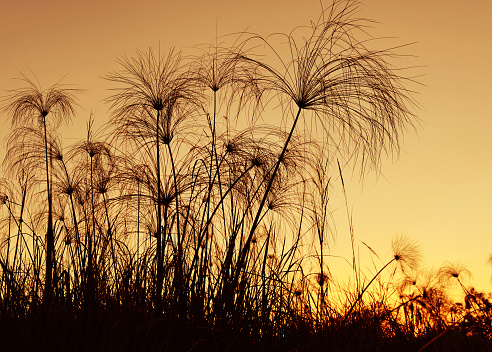 Silhouettes of papyrus  plants at sunset in the Okavango Delta,Botswana.