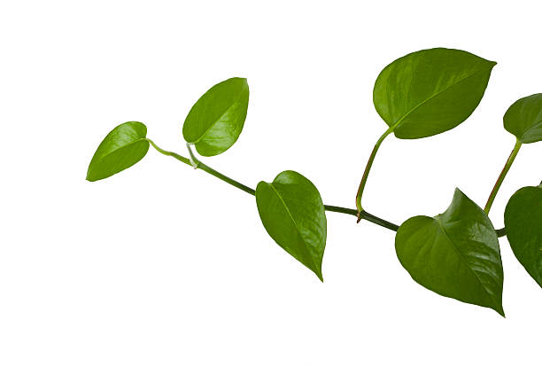 ivy développement naturel - ivy houseplant isolated plant photos et images de collection