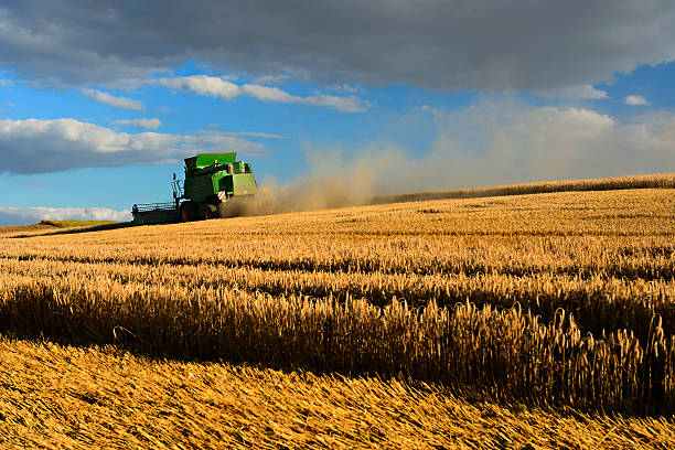 istock Combine Harvester in Barley Field at Sunset 157738833