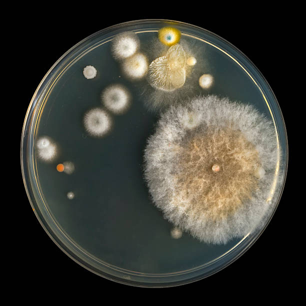 placa de petri con molde - penicillium fotografías e imágenes de stock