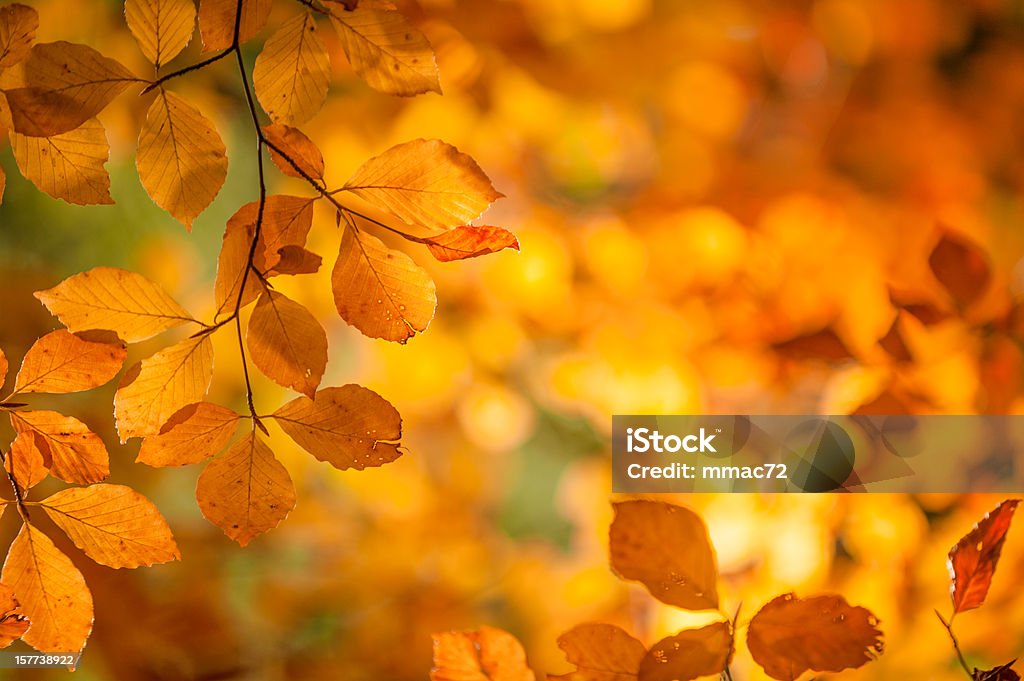 Folhas de outono - Foto de stock de Novembro royalty-free