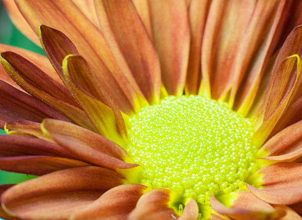 istock Chrysanthemum flower close-up 157738936