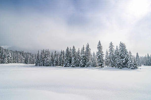 istock Winter Landscape with Snow and Trees 157738983