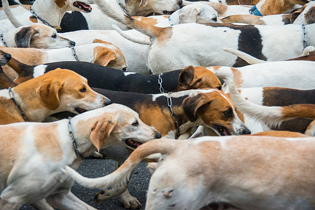 istock many dogs ready for hunting running 157738994