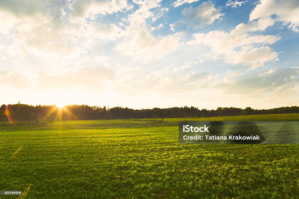 Sunset over green meadow Agricultural Field Stock Photo