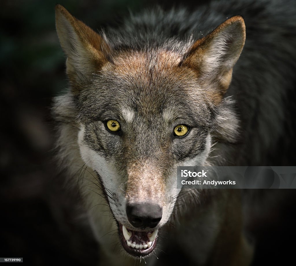 Wunderschöne starren Gray Wolf - Lizenzfrei Eurasischer Wolf Stock-Foto