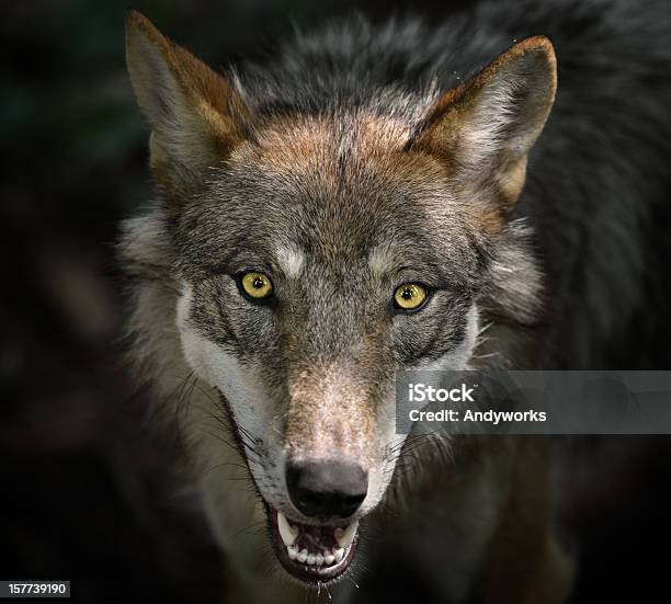 Wunderschöne Starren Gray Wolf Stockfoto und mehr Bilder von Eurasischer Wolf - Eurasischer Wolf, Wolf, Europäischer Wolf