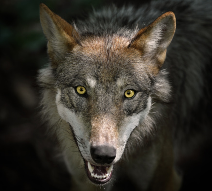 Portrait of a beautiful gray wolf.