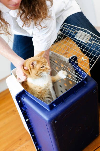 istock Veterinarian putting cat in pet carrier 157739291