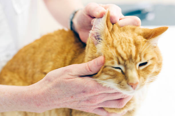 Veterinarian inspecting cats ear