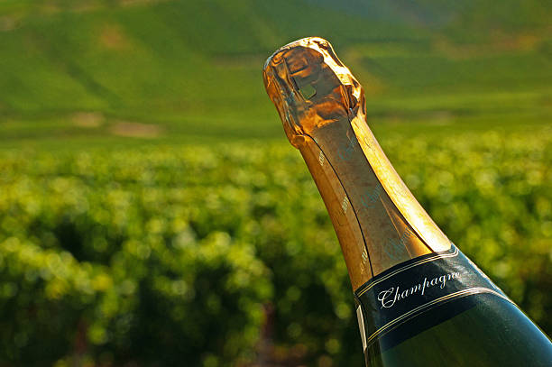 bouteille de champagne dans un vignoble - chardonnay grape focus on foreground france western europe photos et images de collection