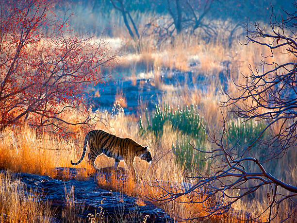 tiger paese - tiger india ranthambore national park undomesticated cat foto e immagini stock