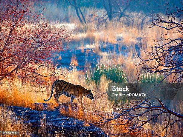 Tiger Country Stock Photo - Download Image Now - Tiger, India, Ranthambore National Park