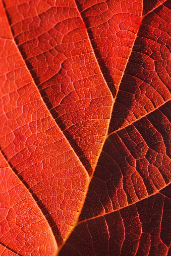 Macro shot of red autumn leaf