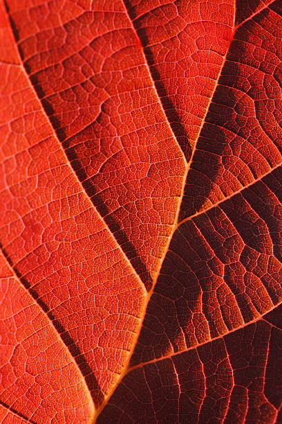 Red autumn leaf close-up stock photo