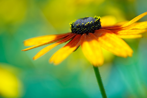 Rudbeckia laciniata, the cutleaf coneflower, is a species of flowering plant in the family Asteraceae. It is native to North America, where it is widespread in both Canada and the United States. Its natural habitat is wet sites in flood plains, along stream banks, and in moist forests.\nCommon names other than cutleaf coneflower include cutleaf, goldenglow, green-headed coneflower, tall coneflower, sochan and thimbleweed.