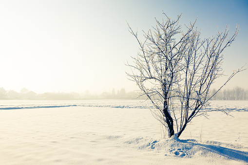 snowdrifts after a snowfall in winter, freshly fallen white cold snow in nature