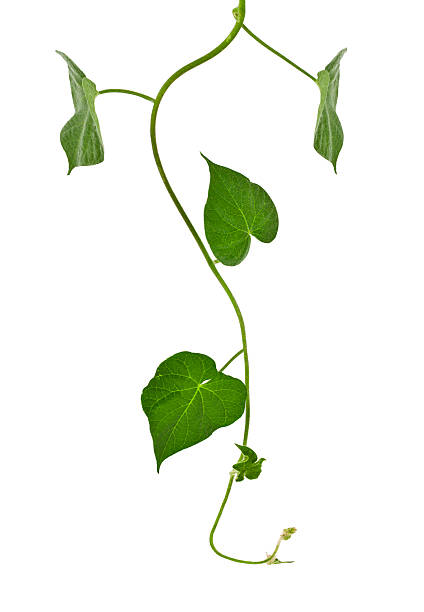 ivy plant, - liaan stockfoto's en -beelden