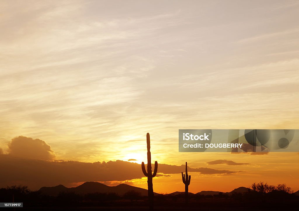 Saguaro Kaktus bei Sonnenuntergang - Lizenzfrei Phoenix - Arizona Stock-Foto