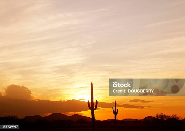 Saguaro Kaktus Bei Sonnenuntergang Stockfoto und mehr Bilder von Phoenix - Arizona - Phoenix - Arizona, Arizona, Dramatischer Himmel