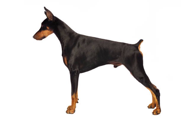 istock Male Doberman Pinscher Standing Stacked, White Background 157739928